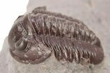 Red Proetid Trilobite - Hamar Laghdad, Morocco #271441-1